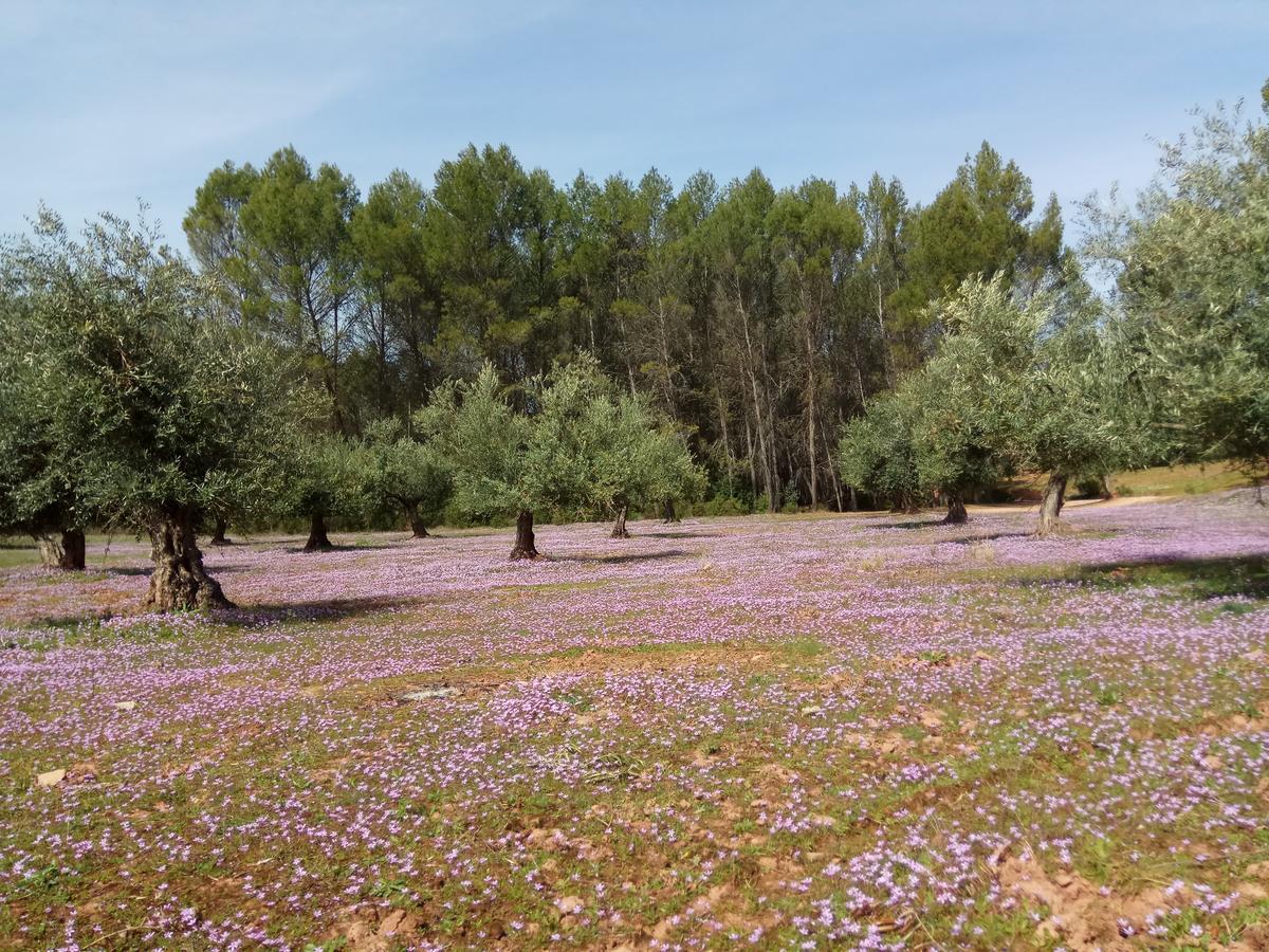 Casas Rurales La Loma Del Carrascal 오르노스 외부 사진